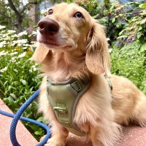 Maxbone Dog Harness
